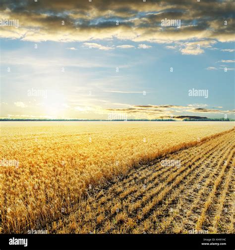 sunset over wheat field Stock Photo - Alamy