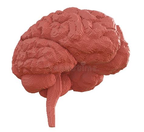 3d Rindió El Cerebro Aislado Stock de ilustración Ilustración de