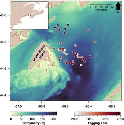 Frontiers Highly Variable Basking Shark Cetorhinus Maximus Diving