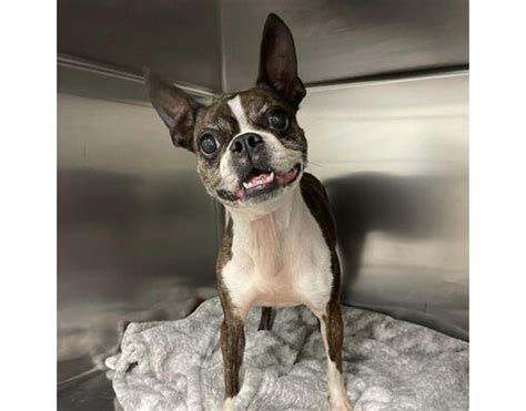 Quakertown Pa Boston Terrier Meet Crimson A Pet For Adoption