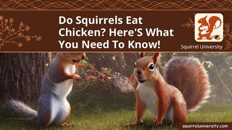 Do Squirrels Eat Chicken Here S What You Need To Know Squirrel University