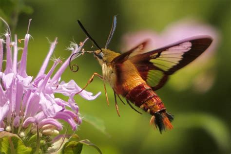 Hummingbird Clearwing Moth Hemaris Thysbe July Celeste S Nature Photography