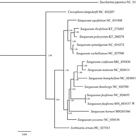 Phylogenetic Tree Based On All Available Complete Mitochondrial Genome