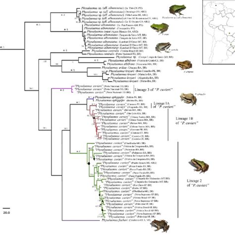 Pdf Phylogeny Of Frogs From The Genus Physalaemus Anura