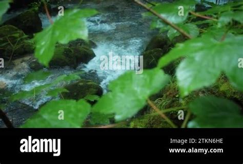 River Flowing Between Rocky Banks In The Wild Brook Streaming Water In