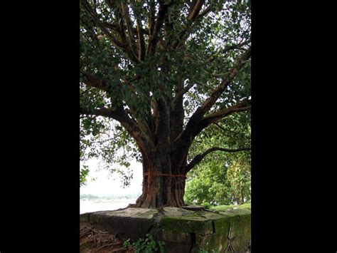 Spiritual Importance Of The Peepal Tree