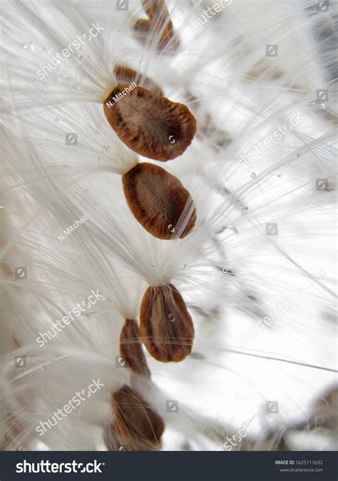 Closeup Bursting Milkweed Seed Pods Stock Photo 1625111692 Shutterstock