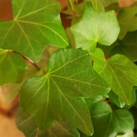 Hedera Helix California Fan California Fan Ivy In Gardentags Plant