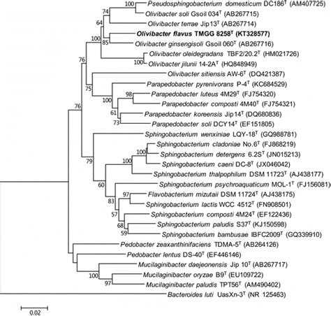 Neighbour Joining Phylogenetic Tree Based On S Rrna Gene Sequences