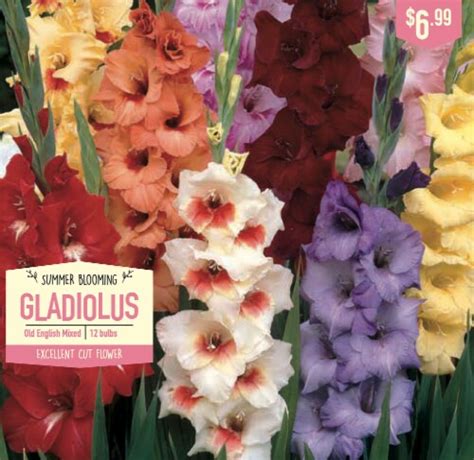 Garden State Bulb Summer Blooming Gladiolus Old English Mixed Ct