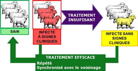 La Gale Ovine ou gale du corps (Gale psoroptique) - GDS Poitou Charentes