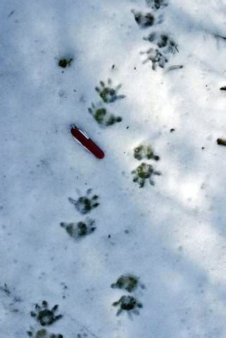 Virginia Opossum tracks - Welcome Wildlife