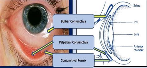 Principles Of The Conjunctiva Prep Duke Elder