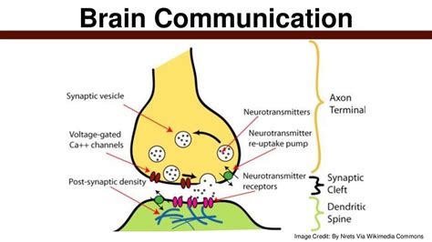 Brain 101 © Stanford University Ppt Download