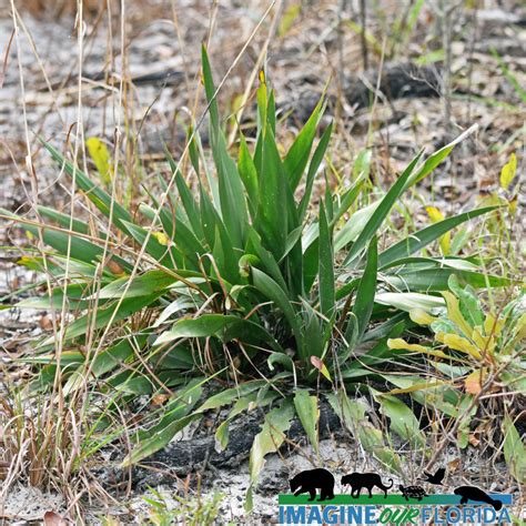 Lake Wales Ridge State Forest Imagine Our Florida Inc