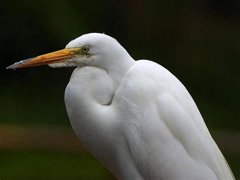 Free Picture Egrets Beaks Feathers Birds