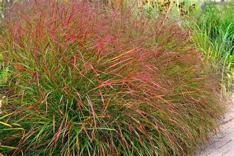 Panicum Virgatum Hanse Herms Pasto Varilla Conadeip