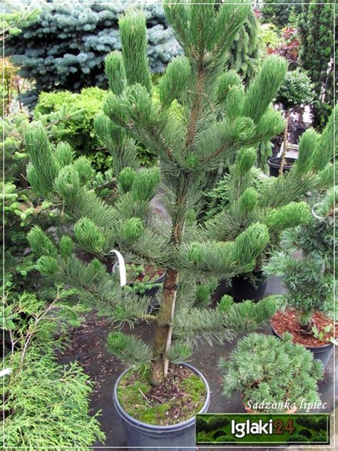 Pinus Nigra Oregon Green Sosna Czarna Oregon Green FOTO Internetowy