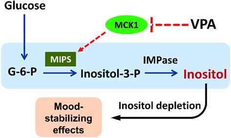 Model Of Vpa Induced Inositol Depletion Via Inhibition Of Mck Mips Is