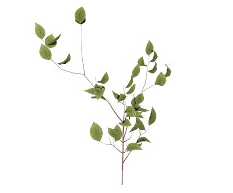 Dogwood Seedling – SpeedTree