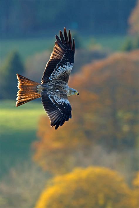 Artistic Realistic Nature 💙 Red Kite In Flight On 500px By