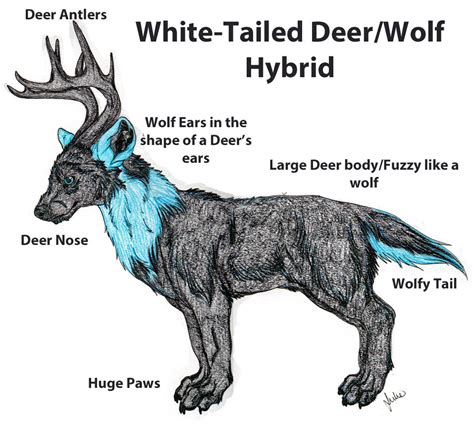 White Tailed Deerwolf Hybrid — Weasyl