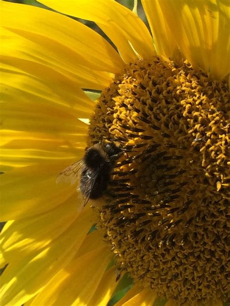 Pin By Genesis Merano On Flowers Of The Earth Sunflower Nature Crown