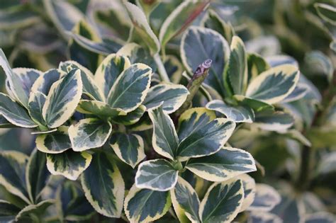 Бересклет Форчуна 'Emerald 'n' Gold' (Euonymus fortunei 'Emerald 'n ...
