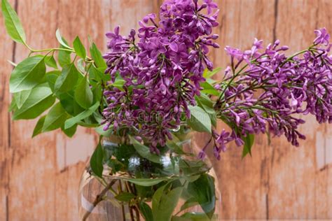 Fresh Cut Purple Lilac Flowers In Clear Glass Vase On Wood Syringa