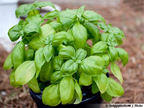 Cultiver Le Basilic En Pot