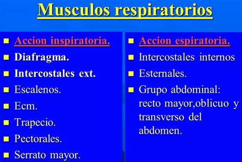 Sistema Cardiorrespirat Rio Lisboaworkshop Gmail