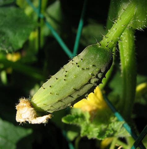 Cucumber Paris Pickling Seeds The Seed Collection