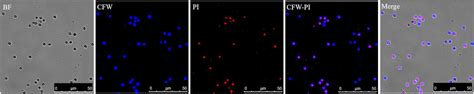 Frontiers Methods For Assessment Of Viability And Germination Of