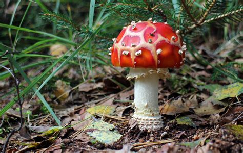 Free Images Nature Autumn Toadstool Fungus Spotted Fly Agaric