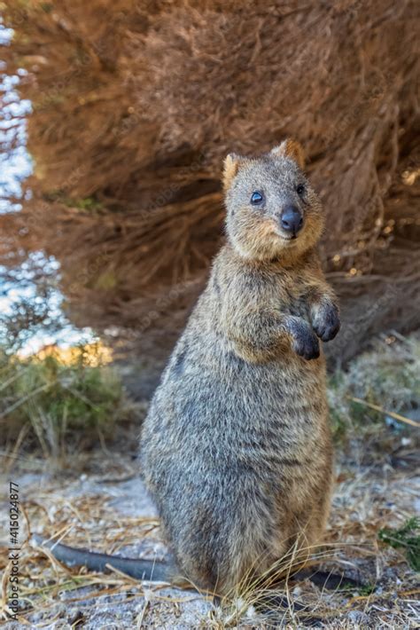 Australia, Western Australia, Rottnest Island, Close up of quokka ...