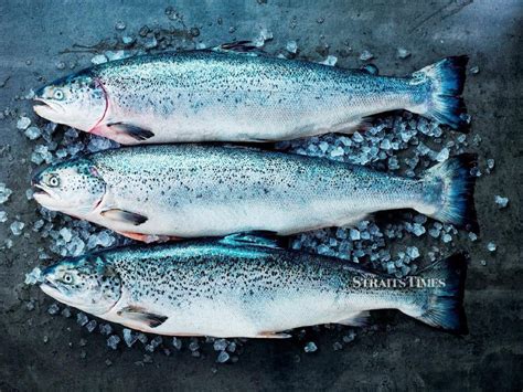 Celebrating 50 Years Of Norwegian Salmon New Straits Times Malaysia