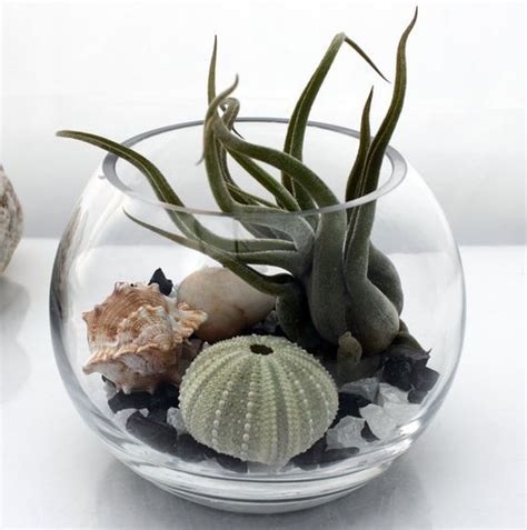 Zen Garden Terrarium Kit Small Desktop Fish Bowl Live Tillandsia