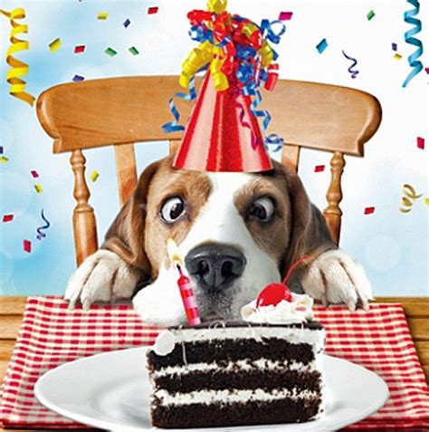 Funny Happy Birthday Images With Dogs Castillo Sularoat