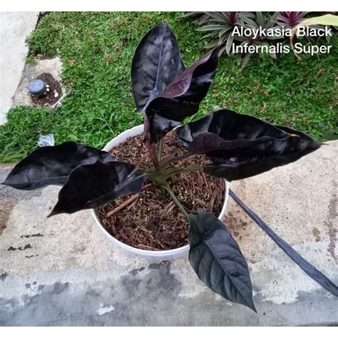 Jual Tanaman Hias Aloykasia Black Infernalis Super Shopee Indonesia