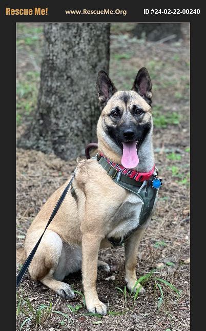 Adopt Belgian Malinois Rescue Corpus Christi Tx