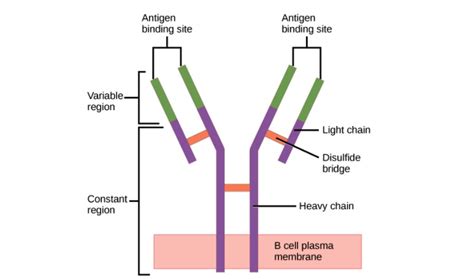 Antibody Pathway