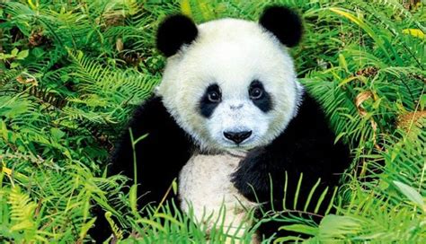 Hábitat Del Oso Panda Información Completa