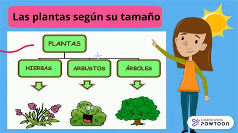 Las Plantas Seg N Su Tama O Ro Y Do Youtube