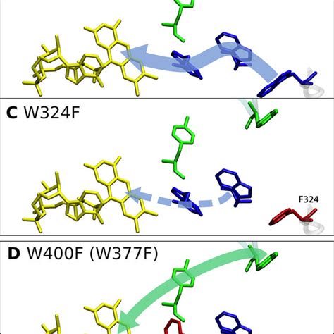 Proposed Electron Transfer Pathways In Wt And Mutant Xcry A Selected