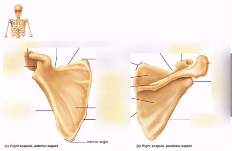 A P Lab Practical Scapulae 1 Diagram Quizlet