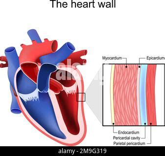 The Layers of the Heart Wall Anatomy. Myocardium, Epicardium, Endocardium and Pericardium. Heart ...