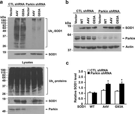 Parkin Depletion Alters Ubiquitination And Steady State Levels Of SOD1