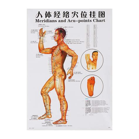 Buy Gggarden Pcs Set Human Acupoint Map English Acupuncture Meridian