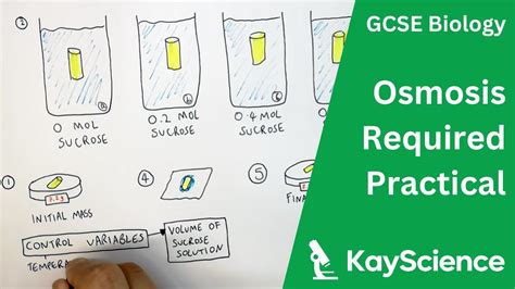 Osmosis In Potato Required Practical GCSE Biology Kayscience