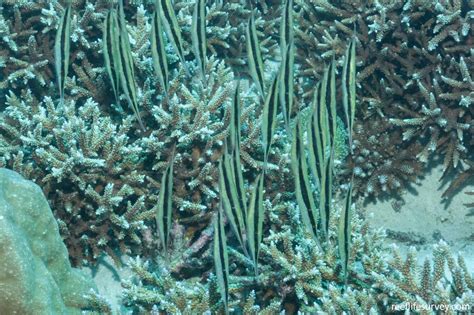 Aeoliscus Strigatus Jointed Razorfish Reef Life Survey